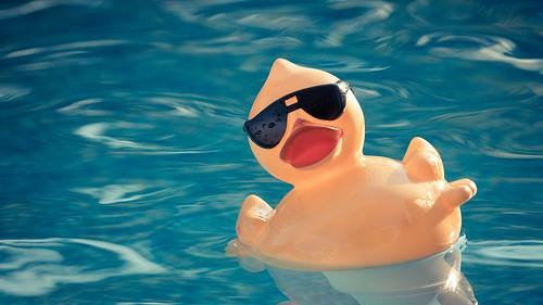 Rubbery Duck in Pool